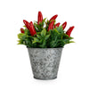 Candlelight Home 15CM CHILLIES IN TIN (AS PER JM-3033R1)