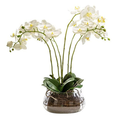 Candlelight Home 61CM ORCHID IN GLASS FISH BOWL 1PK