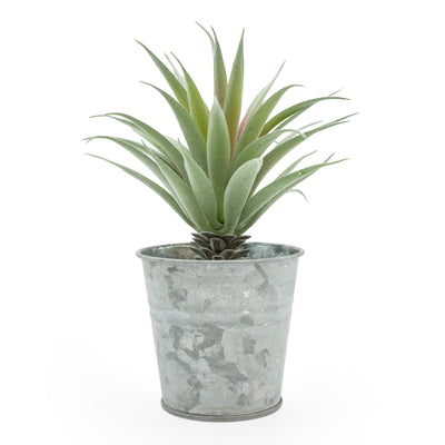 Candlelight Home Aloe Succulent in Tin Pot 18cm 6PK