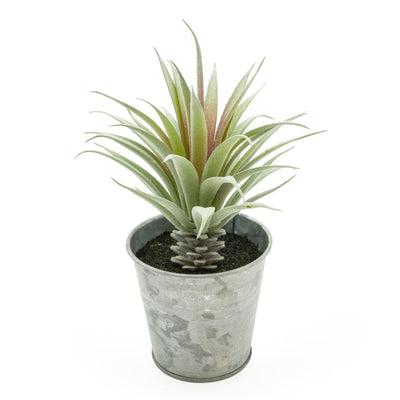 Candlelight Home Aloe Succulent in Tin Pot 18cm 6PK