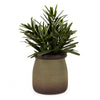 Candlelight Home Artificial Plant Rosemary in Green Pot 6PK