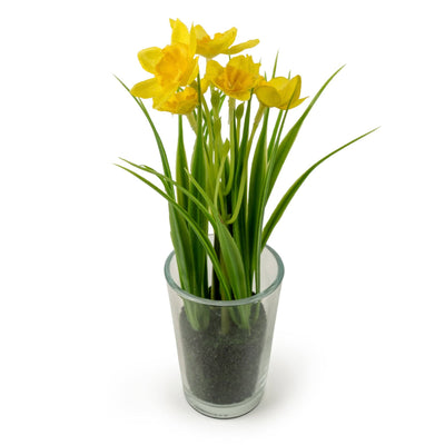 Candlelight Home Artificial Plants 20cm Daffodils in Glass Vase 6pk