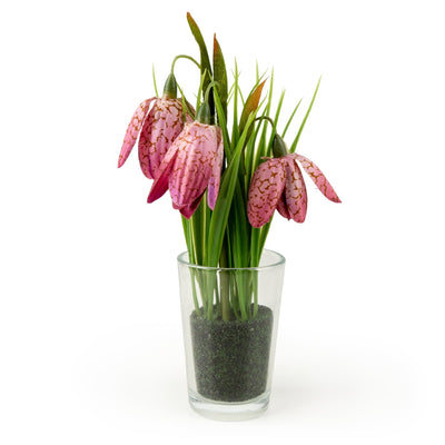 Candlelight Home Artificial Plants 21cm Fritillaria in Glass Vase 6pk