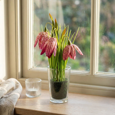 Candlelight Home Artificial Plants 21cm Fritillaria in Glass Vase 6pk