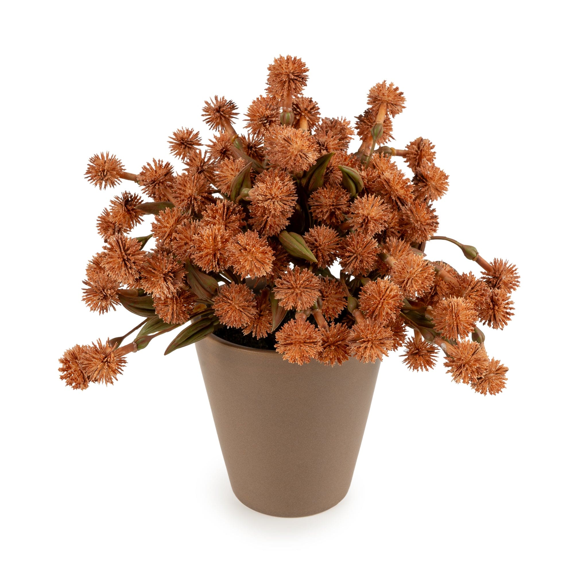 allium plants in pots 20cm Allium Plant in Pot - Orange 4pk