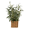 Candlelight Home Artificial Plants & Flowers 43cm Tree in Wicker Basket - Olive 4pk