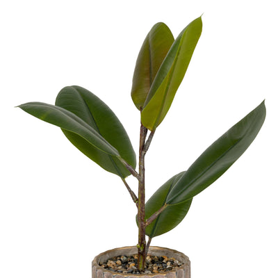Candlelight Home Artificial Plants & Flowers Artificial Ficus Plant in Ridged Footed Pot 6pk