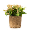 Candlelight Home Babysbreath & Eucalyptus in Wicker Basket - Pink