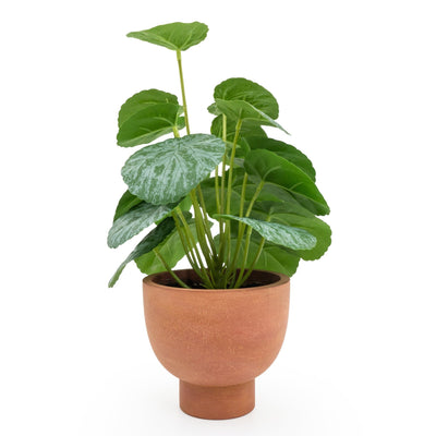 Candlelight Home CHINESE MONEY PLANT IN PAPER POT