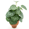 Candlelight Home CHINESE MONEY PLANT IN PAPER POT