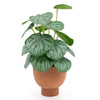 Candlelight Home CHINESE MONEY PLANT IN PAPER POT