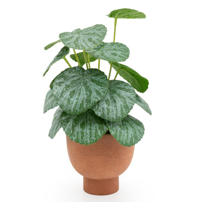Candlelight Home CHINESE MONEY PLANT IN PAPER POT