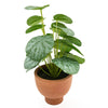 Candlelight Home CHINESE MONEY PLANT IN PAPER POT