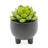 Candlelight Home Echiveria Succulent inCeramic Pot 12cm 6PK