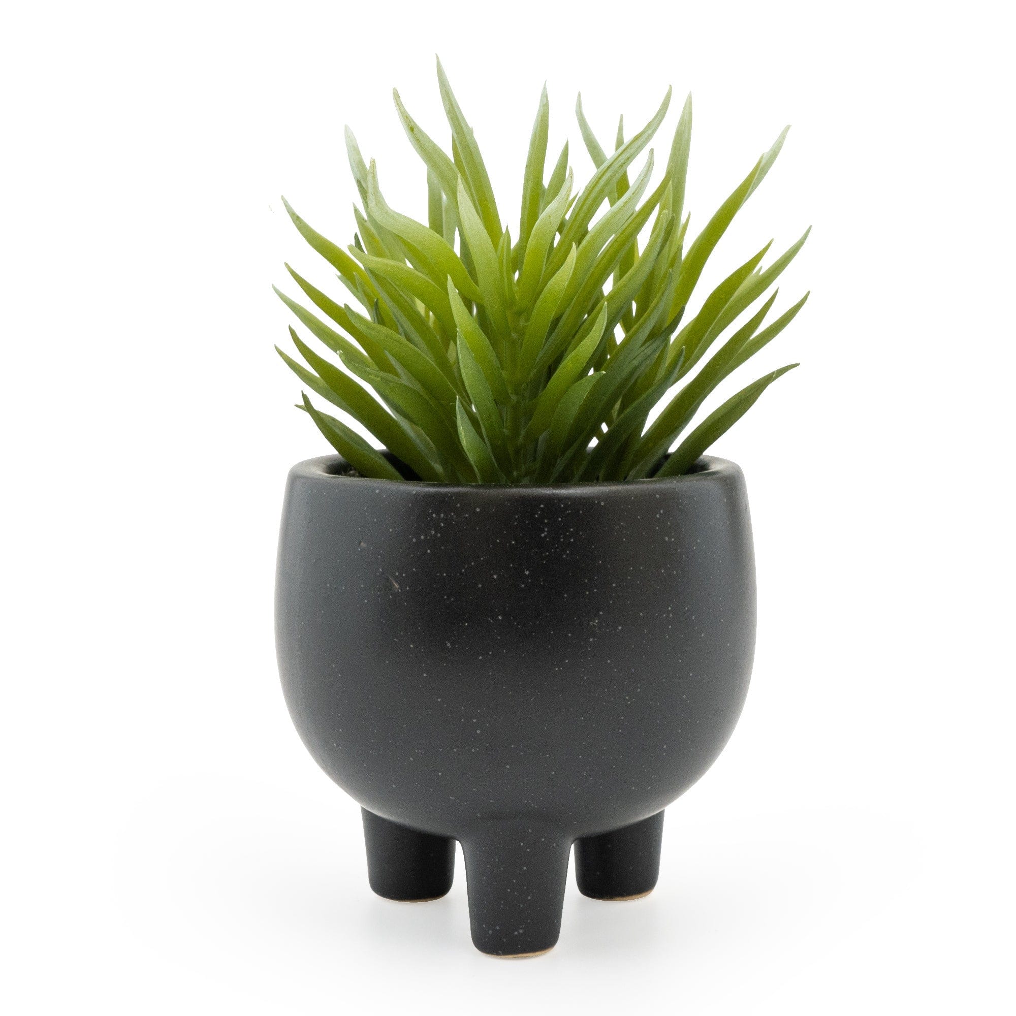 15cm plant pot Ice Plant Succulent in Ceramic Pot 15cm 6PK