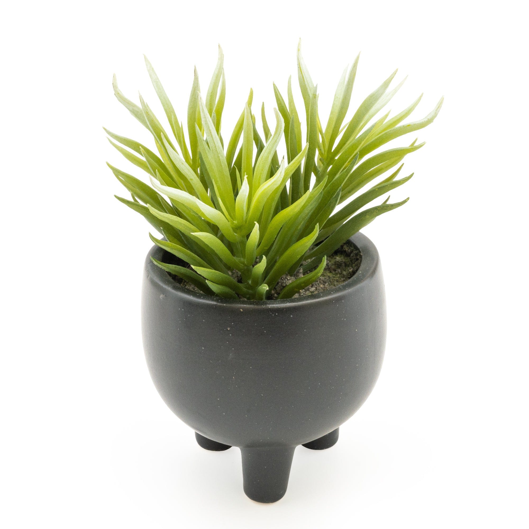 ice plant pot Ice Plant Succulent in Ceramic Pot 15cm 6PK