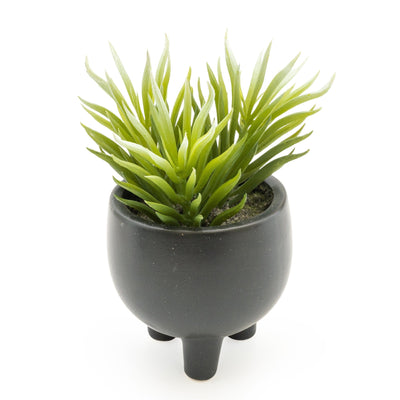 Candlelight Home Ice Plant Succulent in Ceramic Pot 15cm 6PK