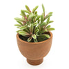 Candlelight Home Jade Plant in Ceramic Pot 23cm 4PK