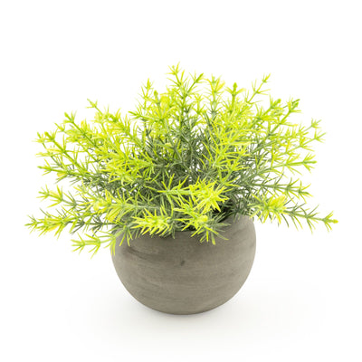 Candlelight Home Mini Rosemary in Paper Pot 15cm 6PK