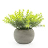 Candlelight Home Mini Rosemary in Paper Pot 15cm 6PK
