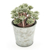 Candlelight Home Sedum Succulent in Tin Pot 13cm 6PK