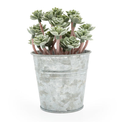 Candlelight Home Sedum Succulent in Tin Pot 13cm 6PK