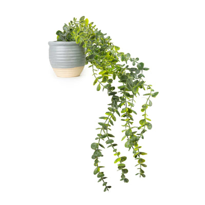 Candlelight Home Trailing Succulent in Ceramic Pot 6PK