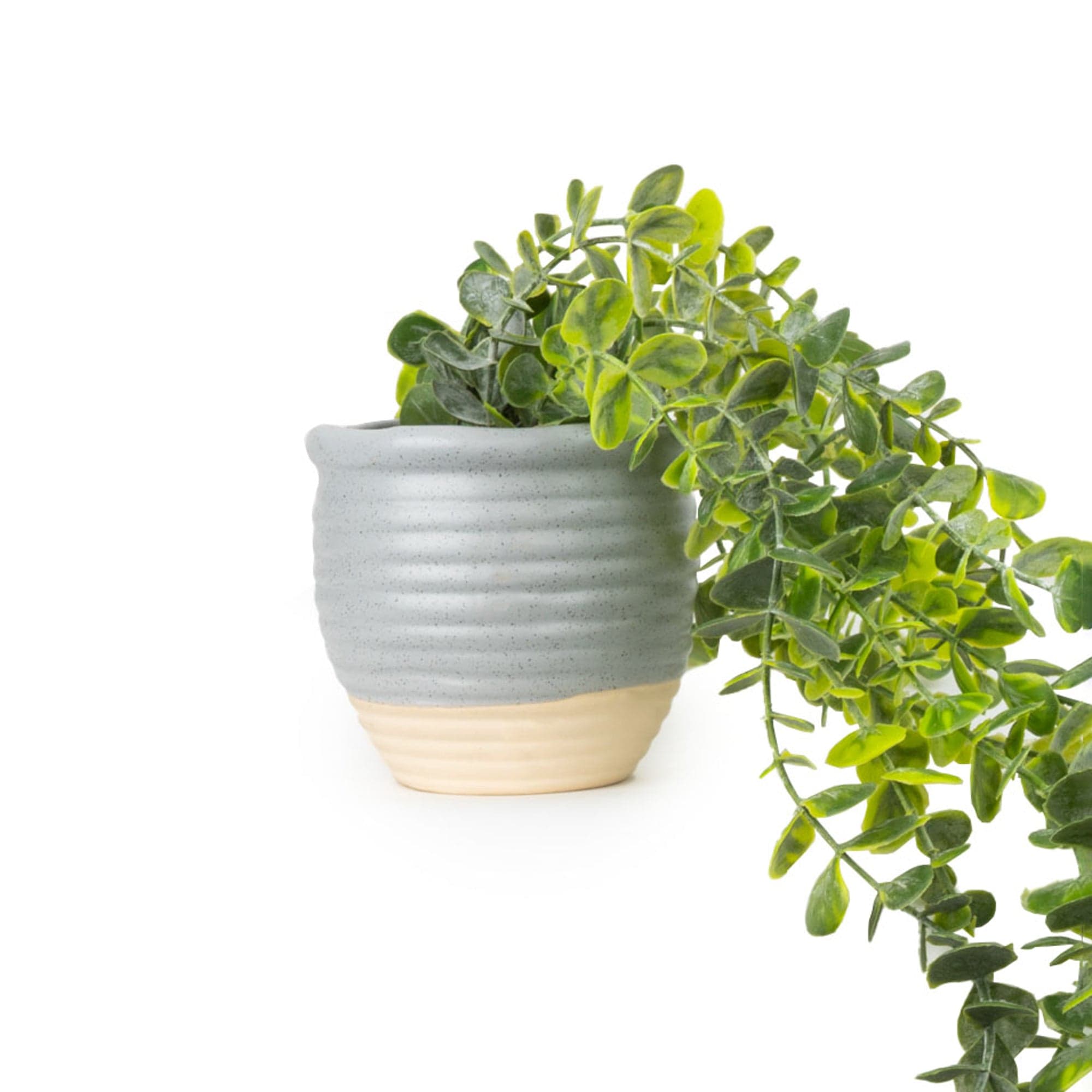 trailing succulent in pot Trailing Succulent in Ceramic Pot - 6PK