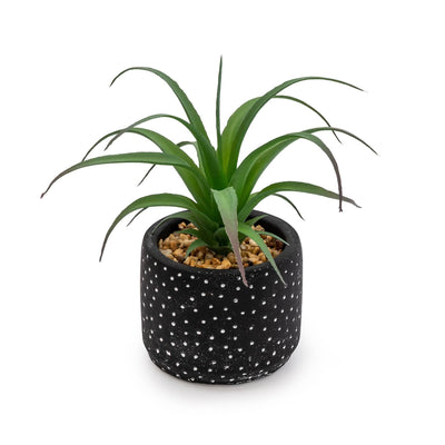Candlelight Home 15cm Succulent in Black and White Spotty pot
