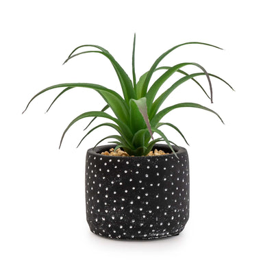 Candlelight Home 15cm Succulent in Black and White Spotty pot