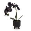 Candlelight Home 42cm Orchid in Ceramic Footed Pot - Matt Black with Black Orchid