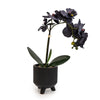 Candlelight Home 42cm Orchid in Ceramic Footed Pot - Matt Black with Black Orchid