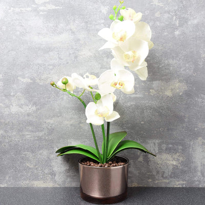 The Flower Patch Cream Orchid in Glass Pot 40cm 4PK