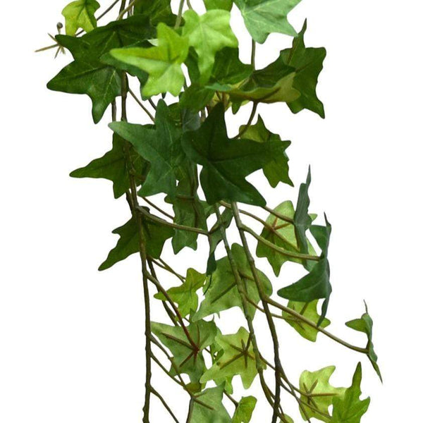 Trailing Ivy Plant in Ceramic Pot (MO) 1PK Candlelight Home