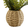 Candlelight Home Faux Pteridophyte in Rattan Basket 4PK